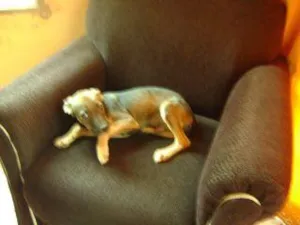 Cachorro raça SRD idade 7 a 11 meses nome Pateta