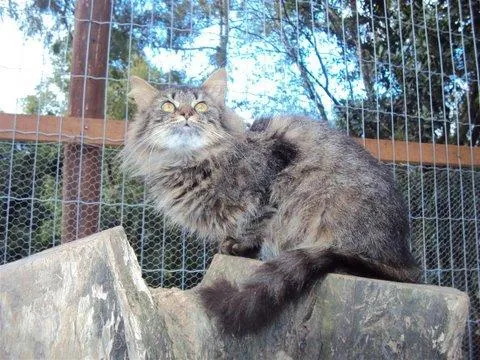Gato ra a SRD idade 7 a 11 meses nome Sol