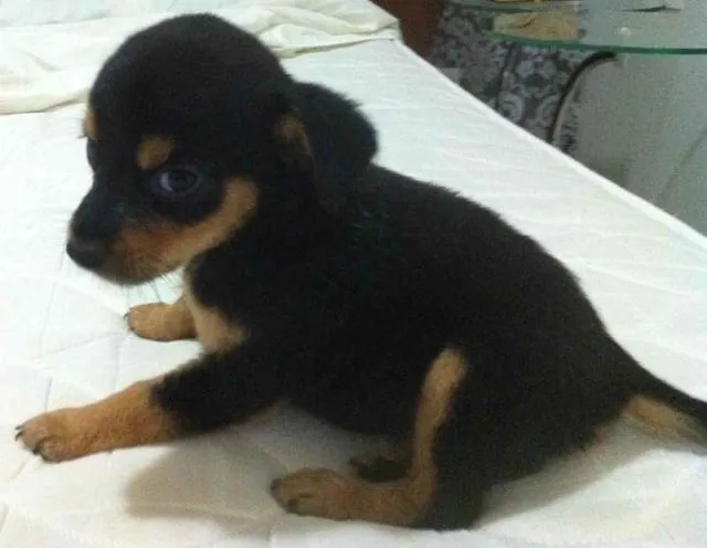 Cachorro ra a SRD idade Abaixo de 2 meses nome Novinha com Atestado