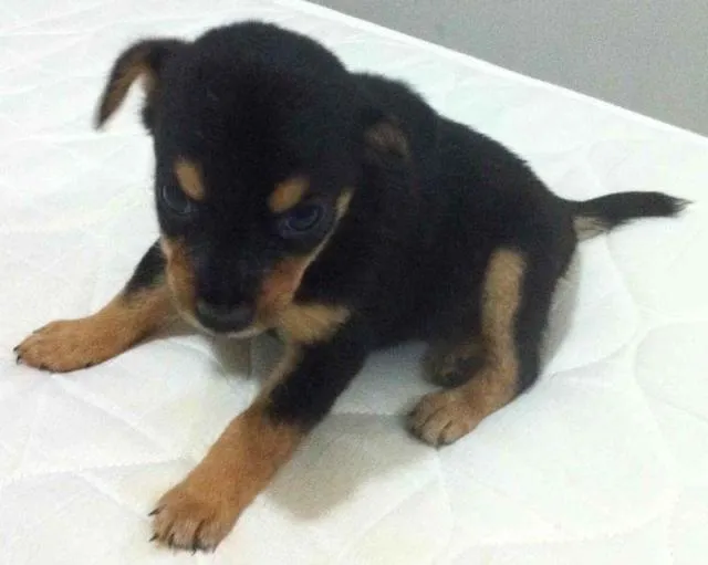 Cachorro ra a SRD idade Abaixo de 2 meses nome Novinha com Atestado
