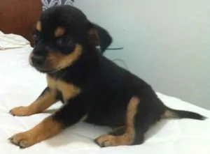 Cachorro raça SRD idade Abaixo de 2 meses nome Novinha com Atestado