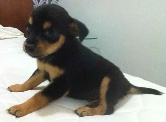 Cachorro ra a SRD idade Abaixo de 2 meses nome Novinha com Atestado
