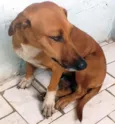 Para ADOÇÃO