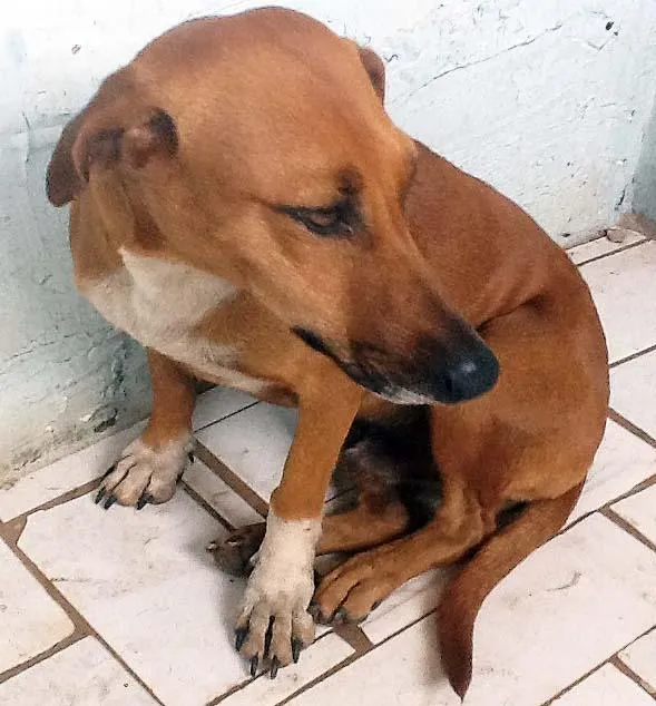 Cachorro ra a Basset-Cofap idade  nome Para ADOÇÃO