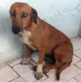 Para ADOÇÃO