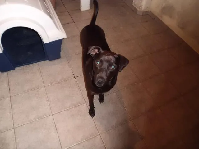 Cachorro ra a SRD idade 2 anos nome Valenti