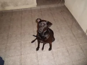 Cachorro raça SRD idade 2 anos nome Valenti