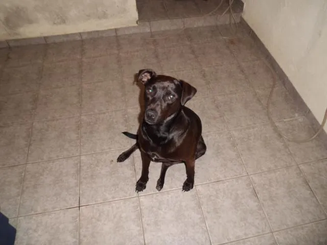 Cachorro ra a SRD idade 2 anos nome Valenti