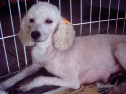 Cachorro raça Poodle idade 6 ou mais anos nome BABI