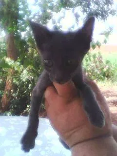 Gato ra a SRD idade 2 a 6 meses nome Filhotinhos carentes.