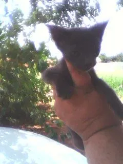 Gato ra a SRD idade 2 a 6 meses nome Filhotinhos carentes.