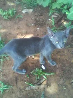 Gato ra a SRD idade 2 a 6 meses nome Filhotinhos carentes.