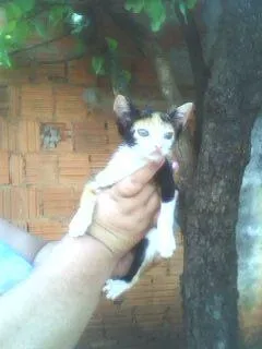 Gato ra a SRD idade 2 a 6 meses nome Filhotinhos carentes.