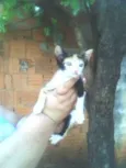Filhotinhos carentes.