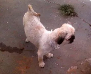Cachorro raça Shitzu idade 1 ano nome Maitê GRATIFICA