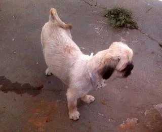 Cachorro ra a Shitzu idade 1 ano nome Maitê GRATIFICA