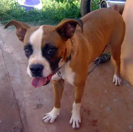 Cachorro ra a Boxer/Labradora idade 2 anos nome AME/LUNA