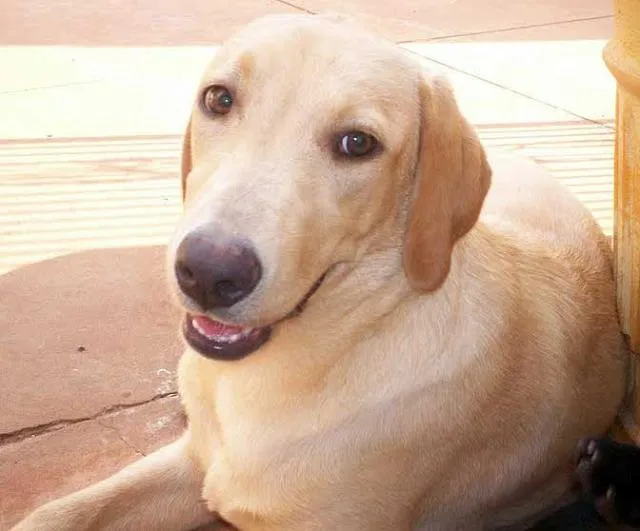 Cachorro ra a Boxer/Labradora idade 2 anos nome AME/LUNA