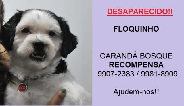 Cachorro ra a Lhasa Apso idade 7 a 11 meses nome Floquinho GRATIFICA