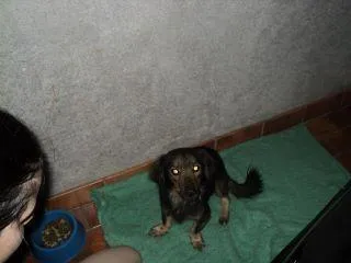 Cachorro ra a SRD idade 2 anos nome Baby