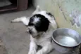 Pedrinho
