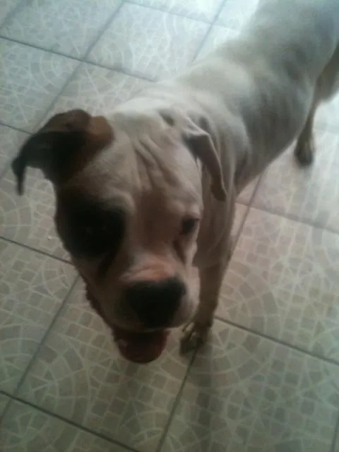Cachorro ra a Boxer idade 4 anos nome maximos