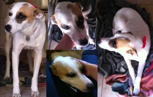 Cachorro ra a SRD idade 3 anos nome Lisa