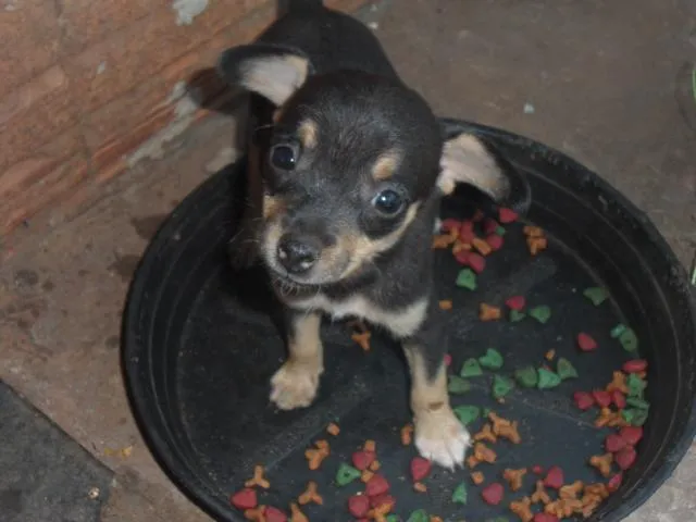 Cachorro ra a Pinscher idade 2 a 6 meses nome Nina E Ariana