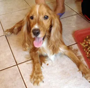 Cachorro raça SRD idade  nome ENCONTRADO