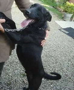 Cachorro raça SRD idade 1 ano nome Romeu