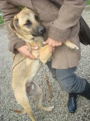 Cachorro raça SRD idade 1 ano nome Bóris