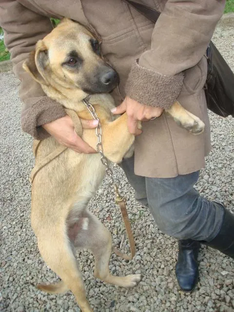 Cachorro ra a SRD idade 1 ano nome Bóris