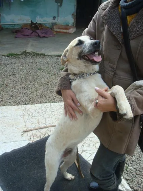 Cachorro ra a SRD idade 1 ano nome Apolo