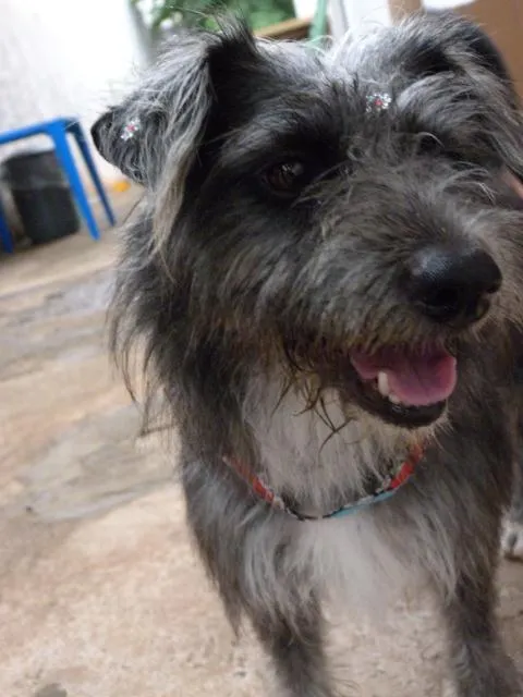 Cachorro ra a SRD idade 7 a 11 meses nome sem nome