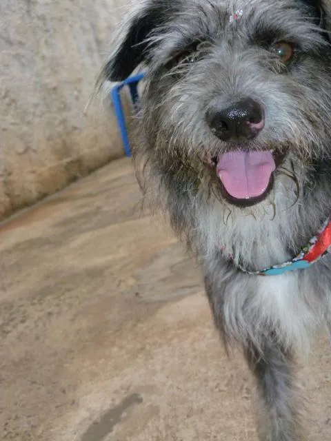 Cachorro ra a SRD idade 7 a 11 meses nome sem nome