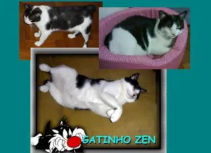 Gato raça SRD idade 2 anos nome Zen