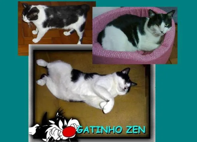 Gato ra a SRD idade 2 anos nome Zen