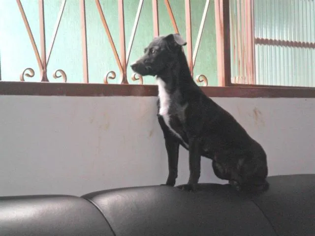 Cachorro ra a srd idade 2 anos nome Lulu GRATIFICA