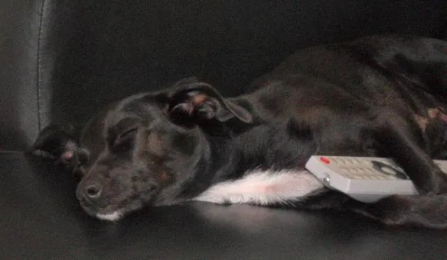 Cachorro ra a srd idade 2 anos nome Lulu GRATIFICA