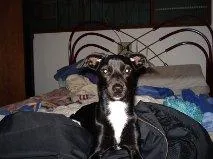 Cachorro ra a srd idade 2 anos nome Lulu GRATIFICA
