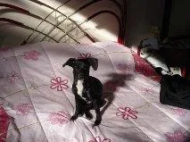 Cachorro ra a srd idade 2 anos nome Lulu GRATIFICA