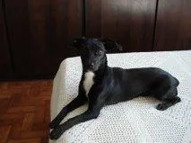 Cachorro ra a srd idade 2 anos nome Lulu GRATIFICA