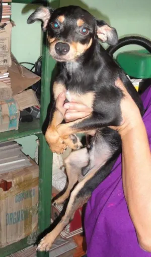Cachorro raça SRD idade 7 a 11 meses nome PRETINHO