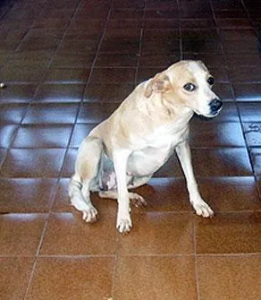 Cachorro ra a SRD idade  nome Linda