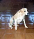 Linda