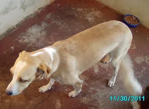 Cachorro raça SRD idade  nome Linda