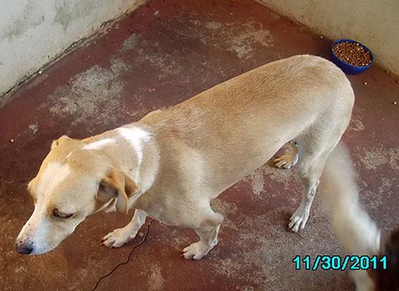 Cachorro ra a SRD idade  nome Linda