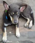 COMPANHEIRA