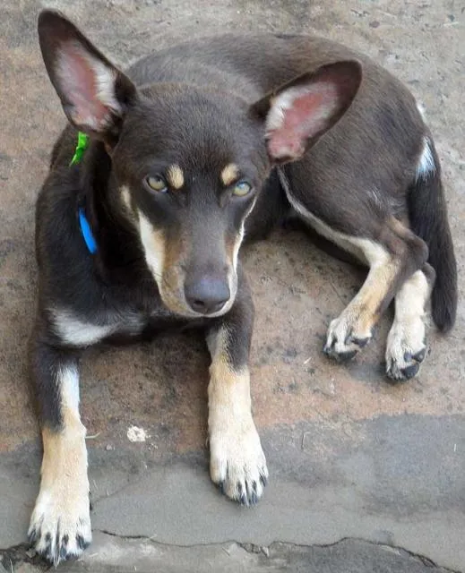 Cachorro ra a SRD idade  nome COMPANHEIRA