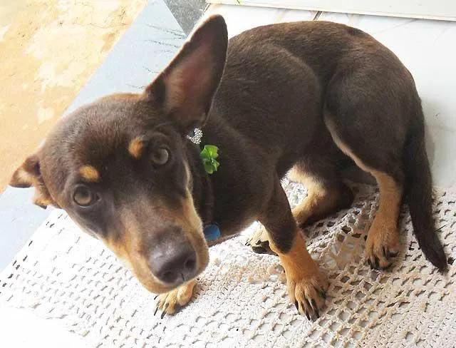 Cachorro ra a SRD idade  nome COMPANHEIRA